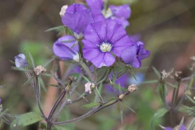 <i>Legousia speculum-veneris</i>