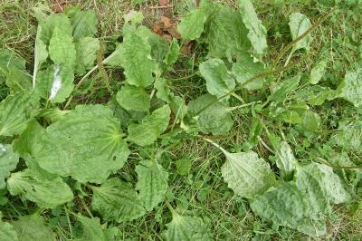 <i>Plantago major</i>