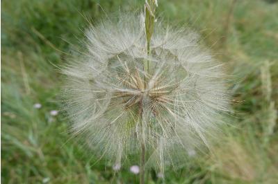 <i>Tragopogon pratensis</i>