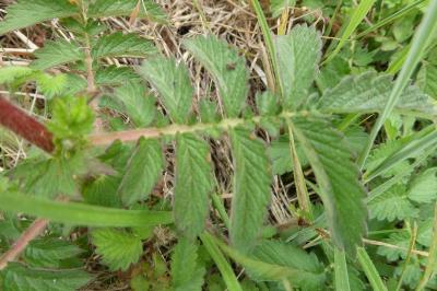 <i>Agrimonia eupatoria</i>