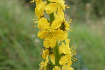 <i>Agrimonia eupatoria</i>