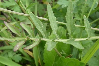 <i>Rorippa sylvestris</i>