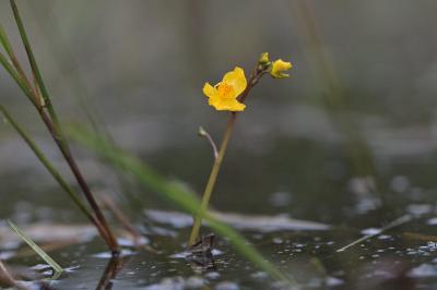 <i>Utricularia</i>