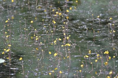 <i>Utricularia</i>
