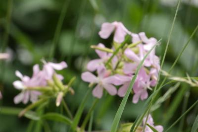 <i>Saponaria officinalis</i>