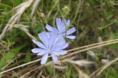 <i>Cichorium intybus</i>