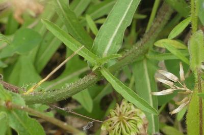 <i>Cichorium intybus</i>
