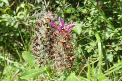 <i>Trifolium rubens</i>