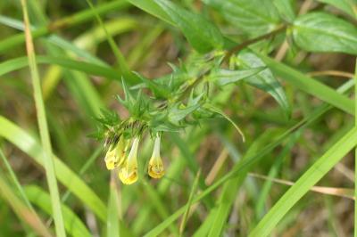 <i>Melampyrum pratense</i>