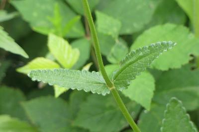 <i>Stachys sylvatica</i>