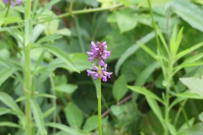 <i>Stachys sylvatica</i>