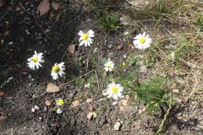<i>Tripleurospermum inodorum</i>