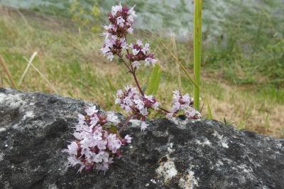 <i>Origanum vulgare</i>