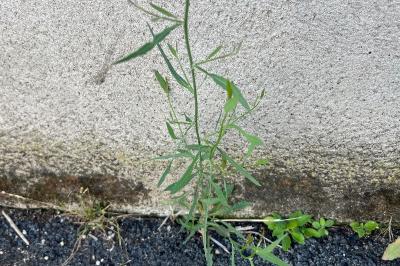 <i>Lactuca saligna</i>