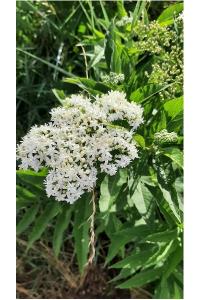 <i>Sambucus ebulus</i>