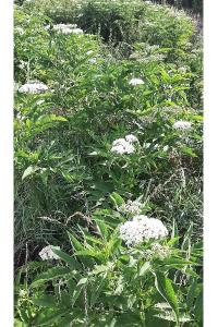 <i>Sambucus ebulus</i>