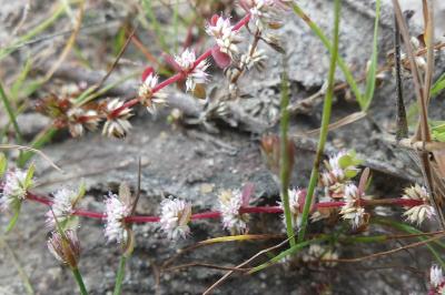 <i>Illecebrum verticillatum</i>