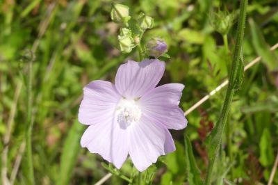 <i>Malva moschata</i>
