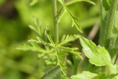 <i>Malva moschata</i>