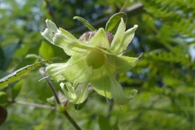 <i>Silene baccifera</i>