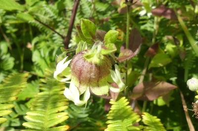 <i>Silene baccifera</i>