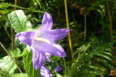 <i>Campanula trachelium</i>