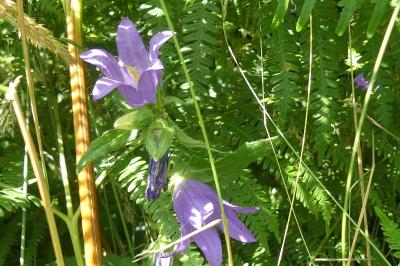 <i>Campanula trachelium</i>