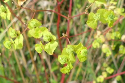 <i>Euphorbia stricta</i>