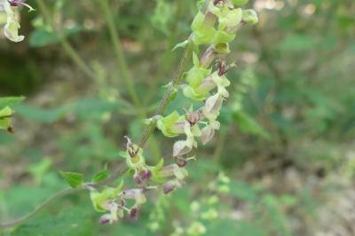 <i>Teucrium scorodonia</i>