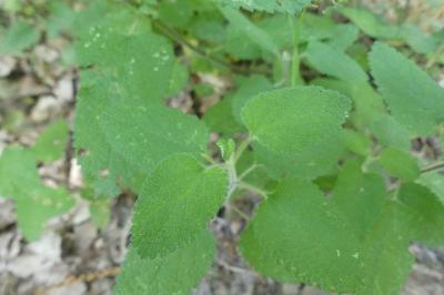 <i>Teucrium scorodonia</i>