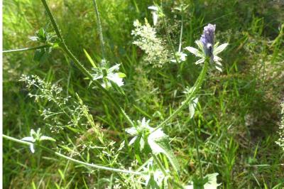 <i>Cichorium intybus</i>