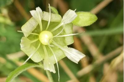 <i>Silene baccifera</i>