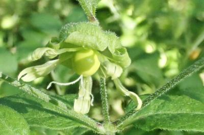 <i>Silene baccifera</i>