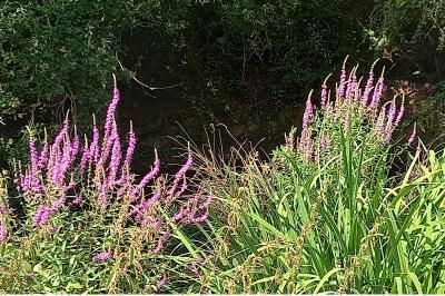 <i>Lythrum salicaria</i>
