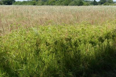 <i>Cyperus eragrostis</i>