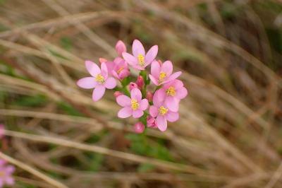 <i>Centaurium erythraea</i>