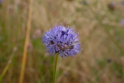 <i>Jasione montana</i>