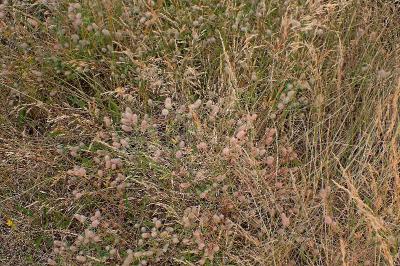 <i>Trifolium arvense</i>