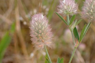 <i>Trifolium arvense</i>
