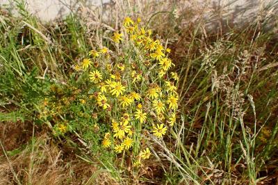 <i>Jacobaea vulgaris</i>
