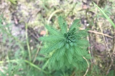 <i>Myriophyllum aquaticum</i>