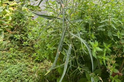 <i>Lactuca saligna</i>