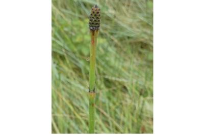 <i>Equisetum</i>