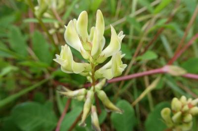 <i>Astragalus glycyphyllos</i>