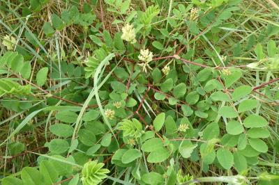 <i>Astragalus glycyphyllos</i>