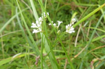 <i>Asperula cynanchica</i>