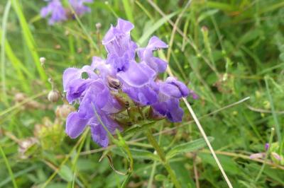 <i>Prunella grandiflora</i>