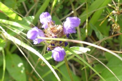 <i>Prunella grandiflora</i>