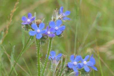 <i>Anchusa azurea</i>