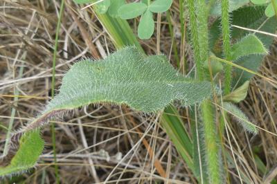 <i>Anchusa azurea</i>